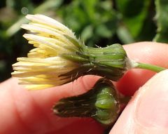 Sonchus oleraceus