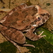 Rapids Frog - Photo (c) Frederico Acaz Sonntag, some rights reserved (CC BY-NC), uploaded by Frederico Acaz Sonntag