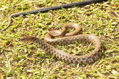 Chequered Keelback, photo 7 of 7