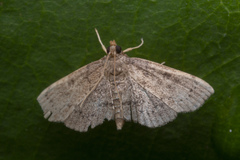 Protonoceras
