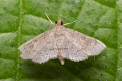 Protonoceras