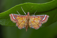 Ambia decoralis