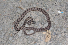 Boiga