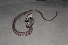 Boiga siamensis