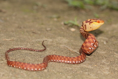 Boiga siamensis