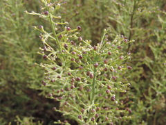 Scrophularia canina canina
