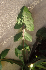 Sonchus oleraceus