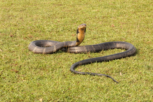 Photo of a King Cobra (Ophiophagus hannah)