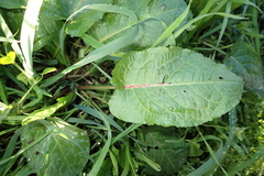 Rumex obtusifolius