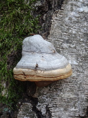 Fomes fomentarius