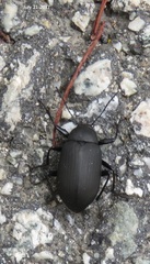 Plesiophthalmus davidis