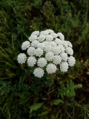 Seseli annuum