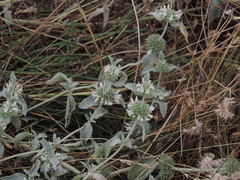 Marrubium incanum