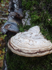 Fomes fomentarius