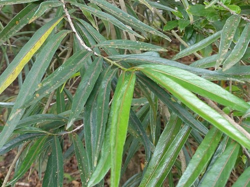 Elaeodendron orientale