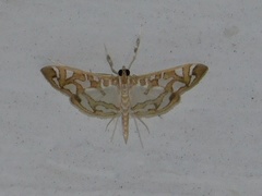 Nausinoe