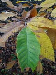 Castanea sativa