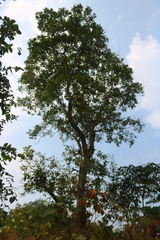 Schrebera swietenioides