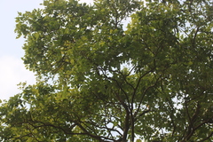 Schrebera swietenioides