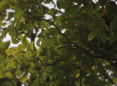 Schrebera swietenioides
