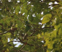 Schrebera swietenioides