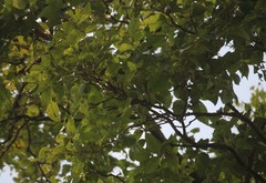 Schrebera swietenioides