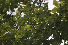Schrebera swietenioides