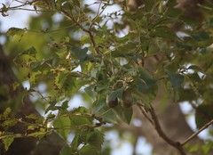 Schrebera swietenioides