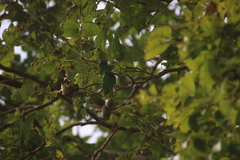Schrebera swietenioides