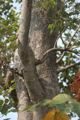 Schrebera swietenioides