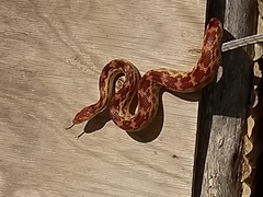 Pituophis vertebralis