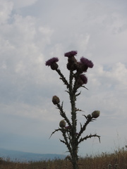 Onopordum illyricum illyricum