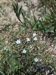 Limonium brasiliense