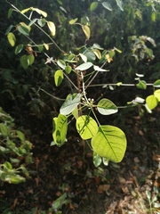 Euphorbia tresmariae