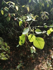 Euphorbia tresmariae