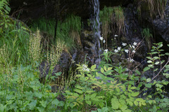 Ranunculus platanifolius