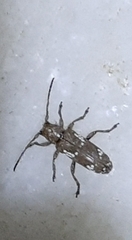 Apomecyna