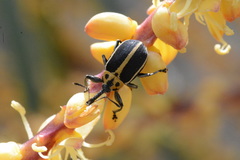 Anchylorhynchus tremolerasi
