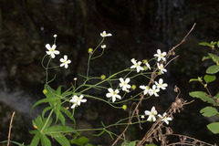 Ranunculus platanifolius