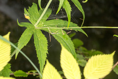 Ranunculus platanifolius
