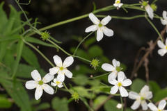 Ranunculus platanifolius