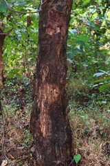 Pterocarpus marsupium