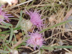 Centaurea deusta
