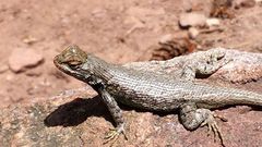 Prairie Lizard photo 3