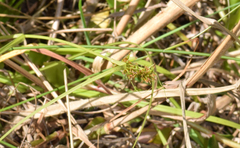 Carex capensis