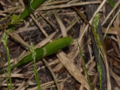 Carex capensis