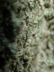 Chaenotheca trichialis