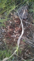 Masticophis flagellum testaceus