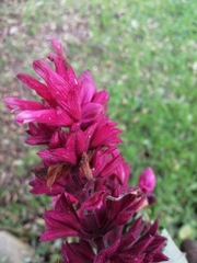 Salvia wagneriana