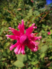 Salvia wagneriana